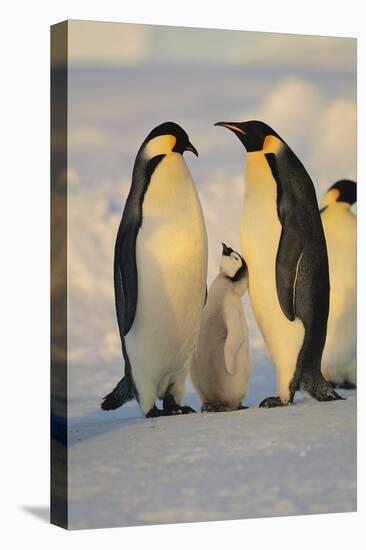 Emperor Penguins and Offspring-DLILLC-Stretched Canvas