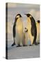 Emperor Penguins and Offspring-DLILLC-Stretched Canvas