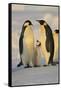 Emperor Penguins and Offspring-DLILLC-Framed Stretched Canvas