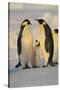 Emperor Penguins and Offspring-DLILLC-Stretched Canvas
