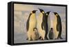 Emperor Penguins and Offspring-DLILLC-Framed Stretched Canvas