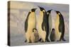 Emperor Penguins and Offspring-DLILLC-Stretched Canvas