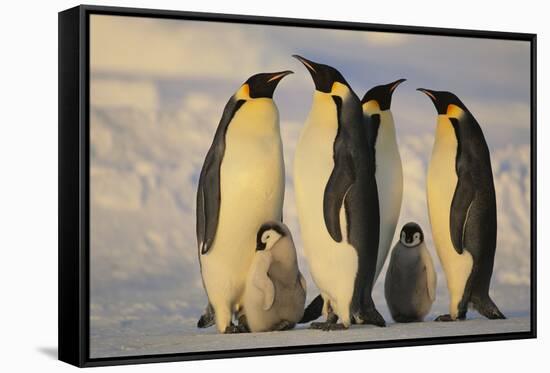 Emperor Penguins and Offspring-DLILLC-Framed Stretched Canvas