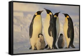 Emperor Penguins and Offspring-DLILLC-Framed Stretched Canvas