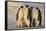 Emperor Penguins and Offspring-DLILLC-Framed Stretched Canvas