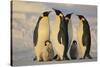 Emperor Penguins and Offspring-DLILLC-Stretched Canvas