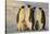 Emperor Penguins and Offspring-DLILLC-Stretched Canvas