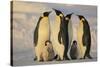 Emperor Penguins and Offspring-DLILLC-Stretched Canvas