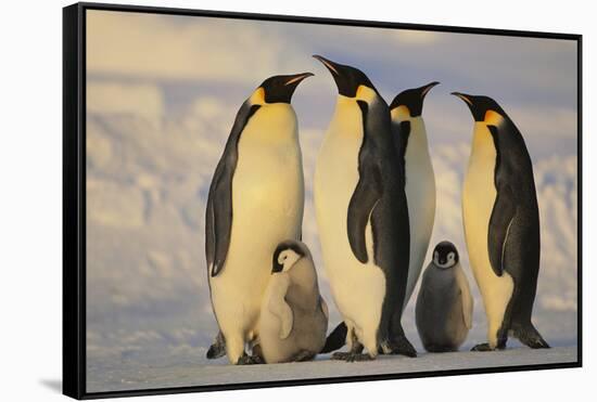 Emperor Penguins and Offspring-DLILLC-Framed Stretched Canvas