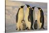 Emperor Penguins and Offspring-DLILLC-Stretched Canvas