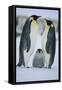 Emperor Penguins and Offspring-DLILLC-Framed Stretched Canvas