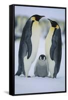 Emperor Penguins and Offspring-DLILLC-Framed Stretched Canvas