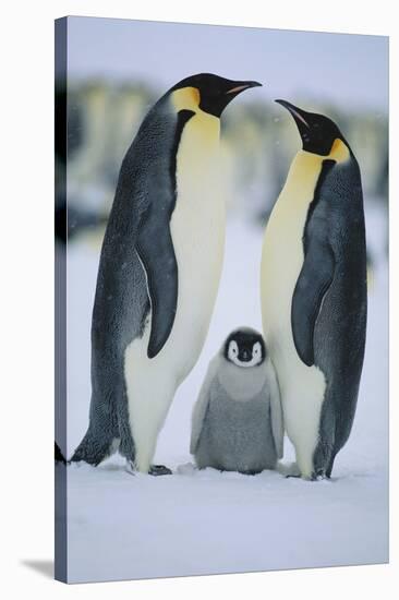 Emperor Penguins and Offspring-DLILLC-Stretched Canvas