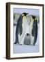 Emperor Penguins and Offspring-DLILLC-Framed Premium Photographic Print