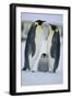 Emperor Penguins and Offspring-DLILLC-Framed Premium Photographic Print