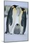 Emperor Penguins and Offspring-DLILLC-Mounted Premium Photographic Print