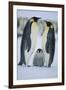 Emperor Penguins and Offspring-DLILLC-Framed Premium Photographic Print