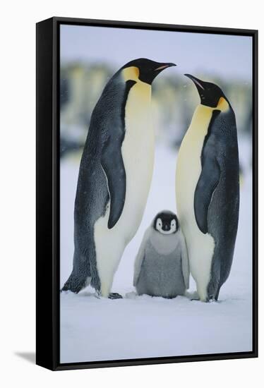 Emperor Penguins and Offspring-DLILLC-Framed Stretched Canvas