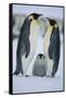 Emperor Penguins and Offspring-DLILLC-Framed Stretched Canvas