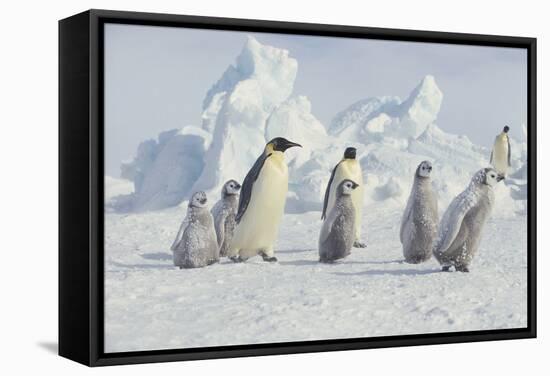 Emperor Penguins and Offspring-DLILLC-Framed Stretched Canvas