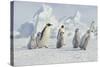Emperor Penguins and Offspring-DLILLC-Stretched Canvas