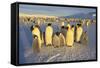 Emperor Penguins and Offspring-DLILLC-Framed Stretched Canvas