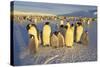 Emperor Penguins and Offspring-DLILLC-Stretched Canvas