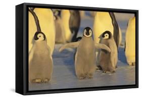 Emperor Penguins and Offspring-DLILLC-Framed Stretched Canvas