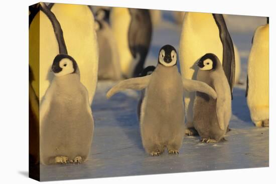 Emperor Penguins and Offspring-DLILLC-Stretched Canvas