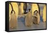 Emperor Penguins and Offspring-DLILLC-Framed Stretched Canvas