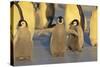 Emperor Penguins and Offspring-DLILLC-Stretched Canvas