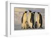 Emperor Penguins and Offspring-DLILLC-Framed Premium Photographic Print