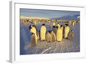 Emperor Penguins and Offspring-DLILLC-Framed Photographic Print