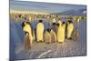 Emperor Penguins and Offspring-DLILLC-Mounted Photographic Print