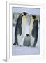 Emperor Penguins and Offspring-DLILLC-Framed Photographic Print