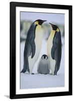 Emperor Penguins and Offspring-DLILLC-Framed Photographic Print