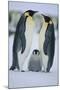 Emperor Penguins and Offspring-DLILLC-Mounted Photographic Print