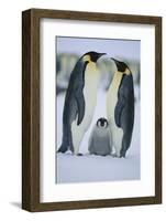 Emperor Penguins and Offspring-DLILLC-Framed Photographic Print