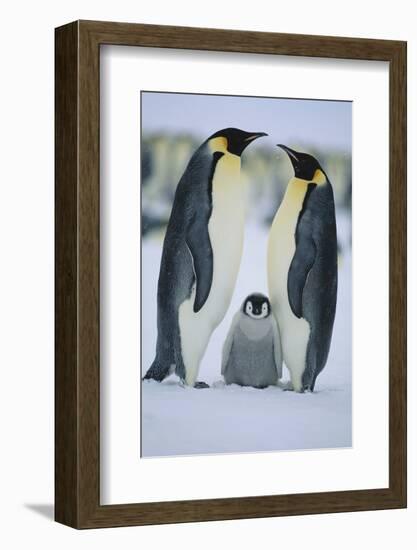 Emperor Penguins and Offspring-DLILLC-Framed Photographic Print