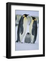 Emperor Penguins and Offspring-DLILLC-Framed Photographic Print