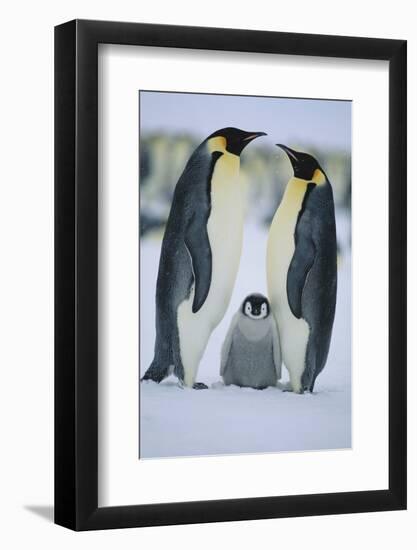 Emperor Penguins and Offspring-DLILLC-Framed Photographic Print