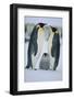 Emperor Penguins and Offspring-DLILLC-Framed Photographic Print