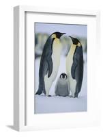 Emperor Penguins and Offspring-DLILLC-Framed Photographic Print