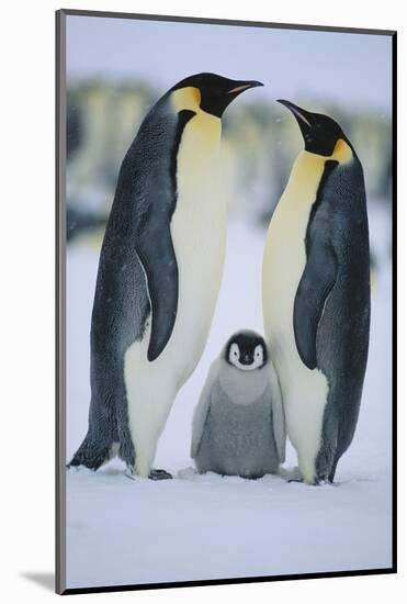 Emperor Penguins and Offspring-DLILLC-Mounted Photographic Print