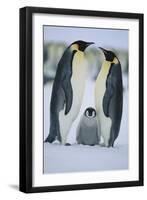 Emperor Penguins and Offspring-DLILLC-Framed Photographic Print