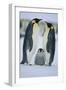 Emperor Penguins and Offspring-DLILLC-Framed Photographic Print