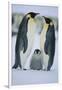 Emperor Penguins and Offspring-DLILLC-Framed Photographic Print