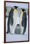 Emperor Penguins and Offspring-DLILLC-Framed Photographic Print