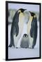 Emperor Penguins and Offspring-DLILLC-Framed Photographic Print