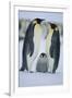 Emperor Penguins and Offspring-DLILLC-Framed Photographic Print